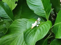 Hymenopus coronatus