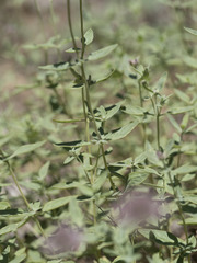 Monardella odoratissima pallida