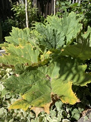 Rheum palmatum
