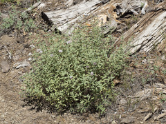 Monardella odoratissima pallida