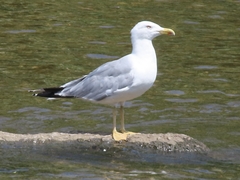 Larus michahellis