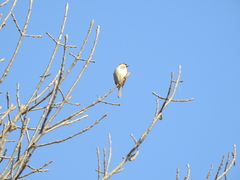 Passer domesticus