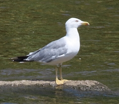 Larus michahellis