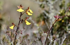 Cyrtochilum aureum
