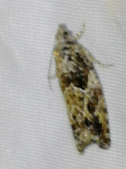Epinotia cinereana