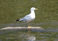 Larus michahellis