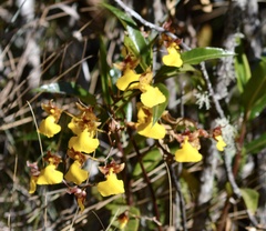 Cyrtochilum aureum