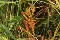 Ludwigia polycarpa