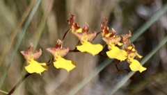 Cyrtochilum aureum