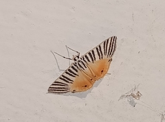 Dichocrocis zebralis