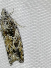 Epinotia cinereana