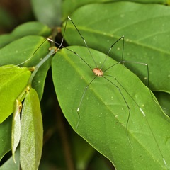 Pseudogagrella splendens