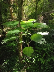 Dendrocnide urentissima