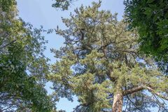 Pinus morrisonicola