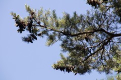 Pinus morrisonicola
