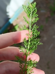 Achillea nobilis