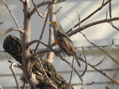 Turdus rufiventris