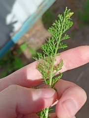 Achillea nobilis