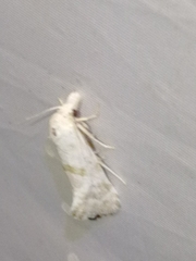 Cochylimorpha discopunctana