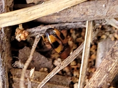 Poecilocrypticus formicophilus