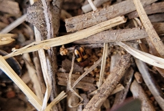 Poecilocrypticus formicophilus