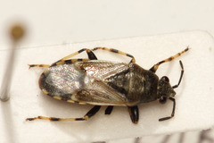 Heterogaster cathariae