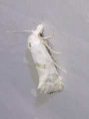 Cochylimorpha discopunctana