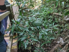 Trigonostemon bonianus