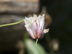 Trifolium productum