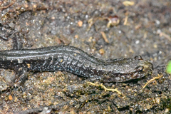 Desmognathus orestes