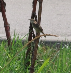 Cisticola juncidis