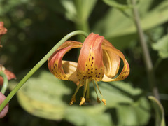 Lilium pardalinum shastense