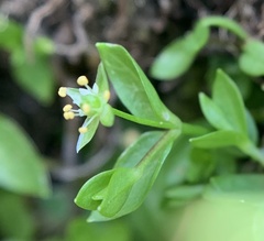 Stellaria calycantha