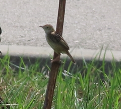 Cisticola juncidis