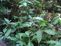 Pellacalyx yunnanensis