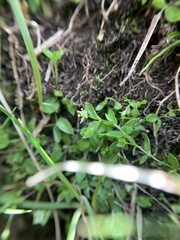 Stellaria calycantha