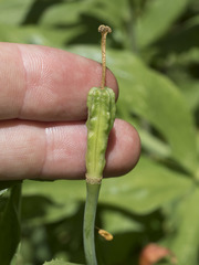 Lilium pardalinum shastense