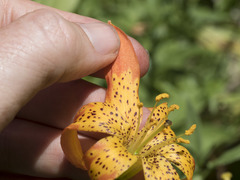 Lilium pardalinum shastense