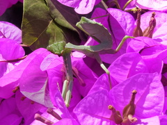 Sphodromantis viridis