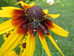 Synanthedon scoliaeformis