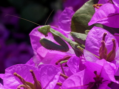 Sphodromantis viridis