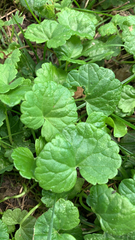 Glechoma hederacea