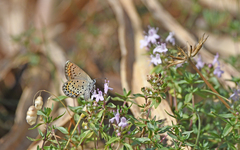 Plebejus bellieri