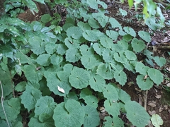 Nervilia concolor