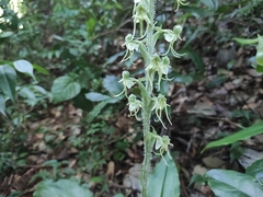 Nervilia concolor