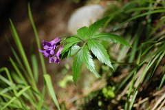 Cardamine glanduligera