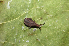 Spathocera laticornis