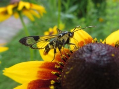 Synanthedon scoliaeformis