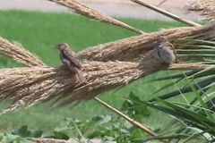 Passer domesticus