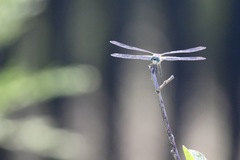 Pachydiplax longipennis